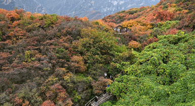 秋日紅葉引游人