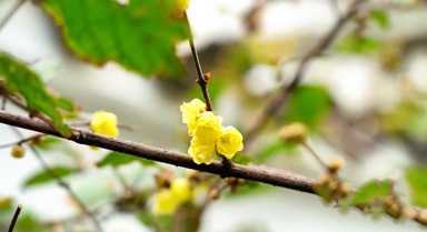 蘇州怡園：臘梅花開(kāi) 暗香浮動(dòng)